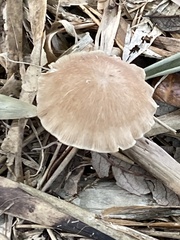 Pluteus longistriatus