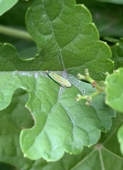 Graphocephala versuta