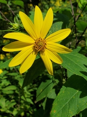 Helianthus decapetalus