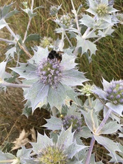 Eryngium maritimum
