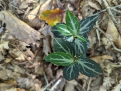 Chimaphila maculata