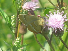 Thecla betulae