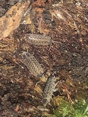 Porcellio spinicornis