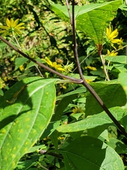 Helianthus decapetalus