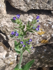 Anchusa officinalis