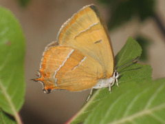 Thecla betulae