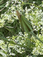 Tragopogon pratensis