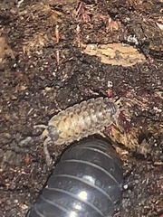 Porcellio spinicornis