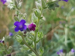 Anchusa officinalis
