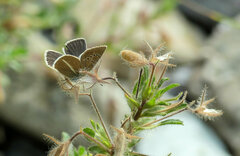 Polyommatus damon