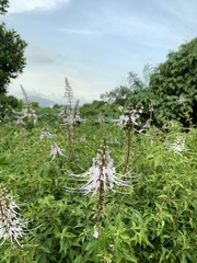 Orthosiphon aristatus