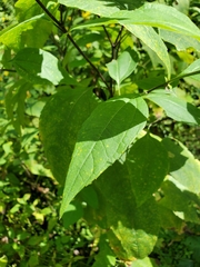 Helianthus decapetalus