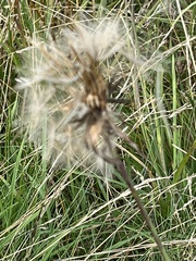 Tragopogon pratensis