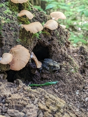 Anaxyrus americanus