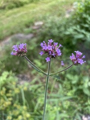 Verbena bonariensis