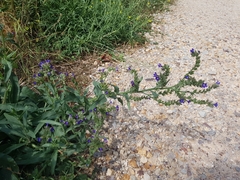 Anchusa officinalis