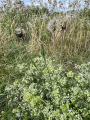 Tragopogon pratensis