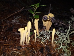 Clavariadelphus ligula