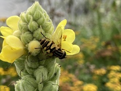Helophilus fasciatus