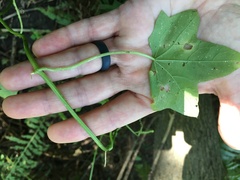 Echinocystis lobata