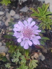 Scabiosa lacerifolia