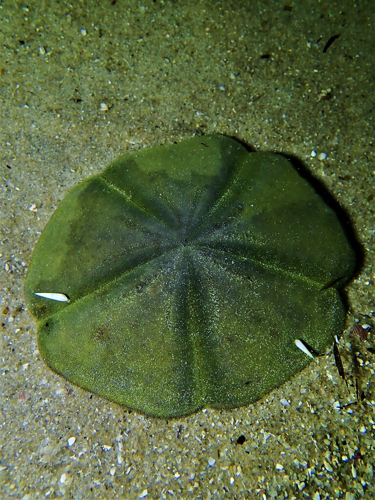 Ammotrophus arachnoides