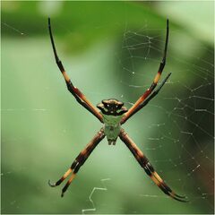 Argiope argentata