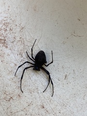 Nephilingis cruentata