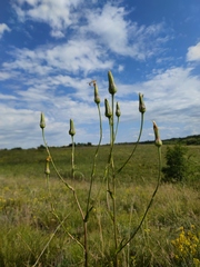 Tragopogon