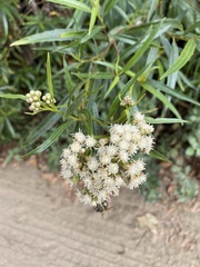 Baccharis salicifolia