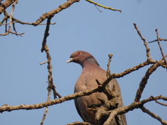 Patagioenas picazuro