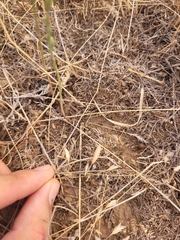 Bromus