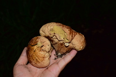 Calvatia boninensis