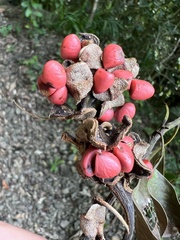 Magnolia compressa