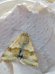 Heliothis viriplaca