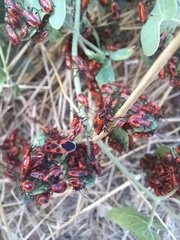 Tropidothorax leucopterus