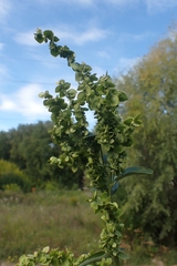 Caryophyllales