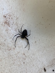 Nephilingis cruentata