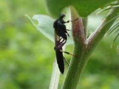 Coelichneumon