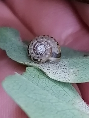 Fruticicola fruticum