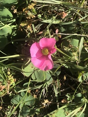 Oxalis purpurea