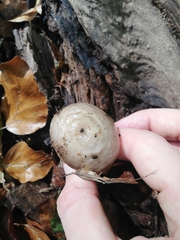 Pluteus