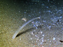Halcampoides