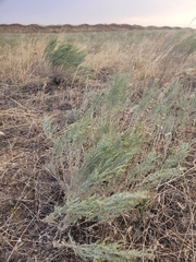 Artemisia santonicum