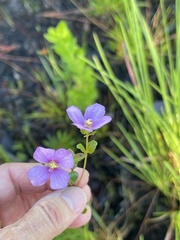 Rhexia nuttallii