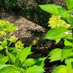 Cardellina canadensis