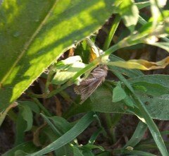 Cynaeda dentalis