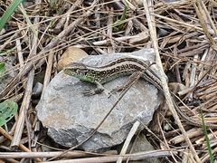 Lacerta agilis