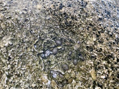 Siphonaria naufragum