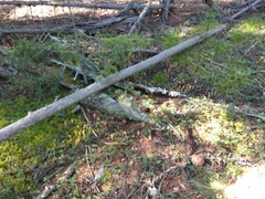 Clavariadelphus ligula